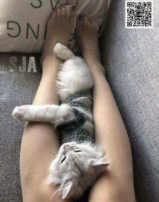 反贪风暴4